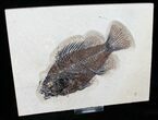 Priscacara Fossil Fish - Green River Formation #13086-1